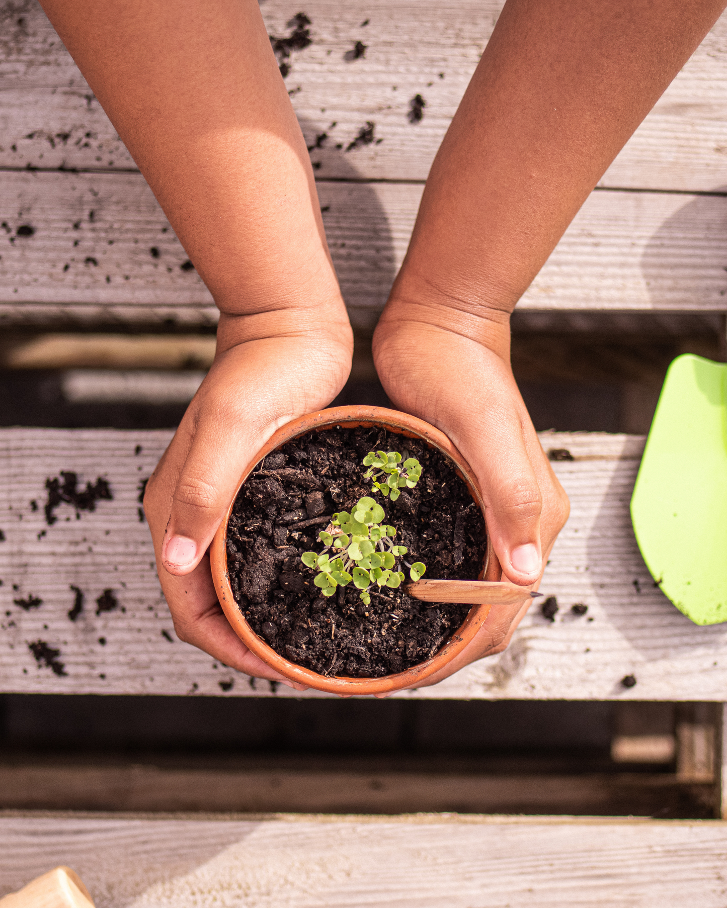 Plantbar Grafittblyant - Botanisk Serie